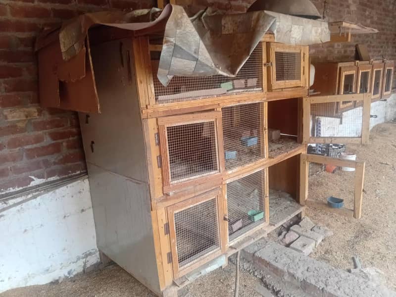 Bird Cage 2