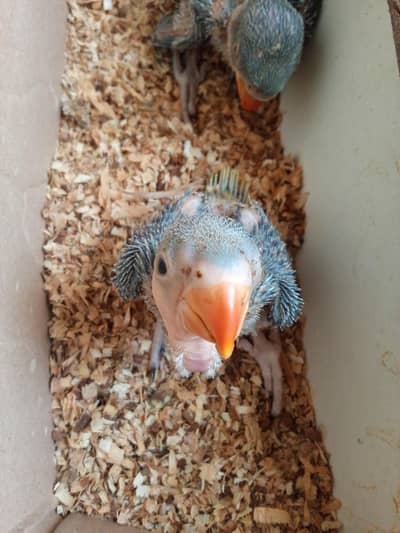 RAW PARROT BABIES AVAILABLE PAIR. 15.  DAYS