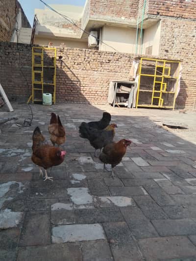 Hens for sale