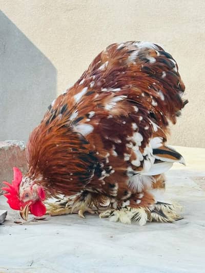 porcelain cochin Bantum 2 male 1 female