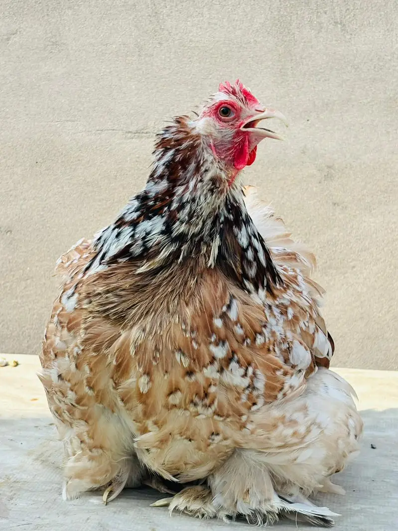 porcelain cochin Bantum 2 male 1 female — photo 3