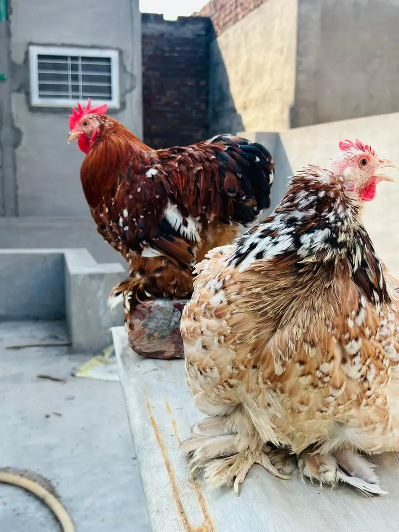 porcelain cochin Bantum 2 male 1 female — photo 4