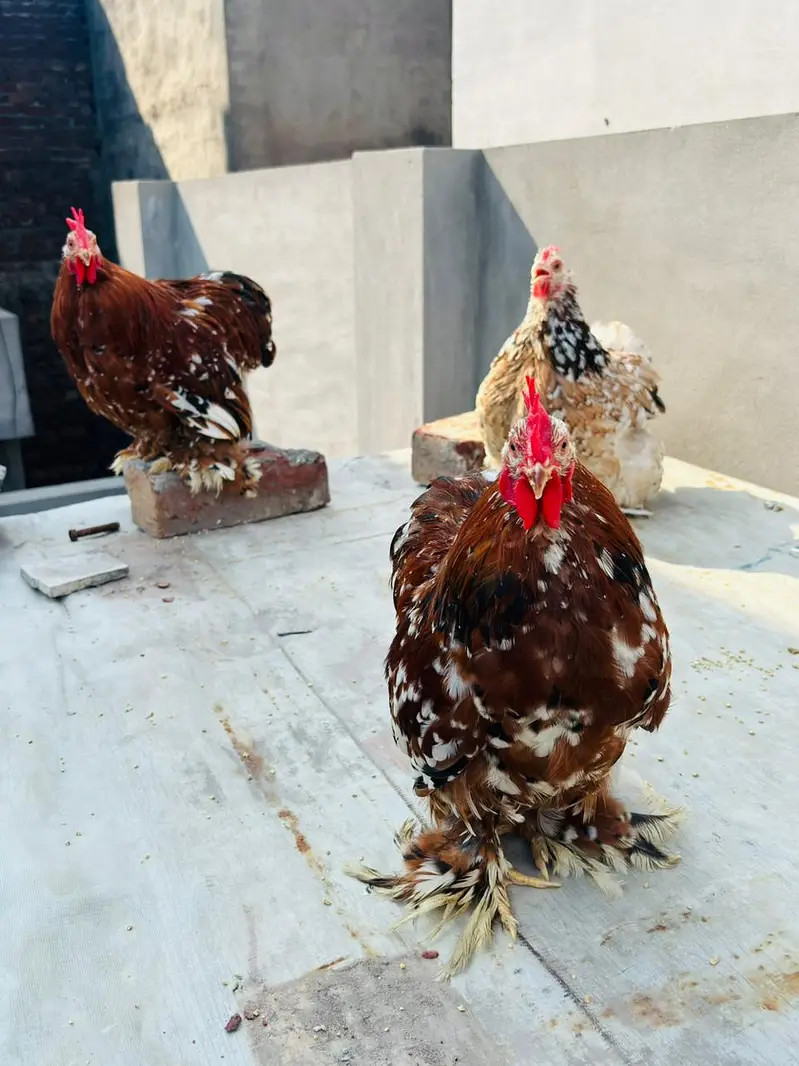 porcelain cochin Bantum 2 male 1 female — photo 5