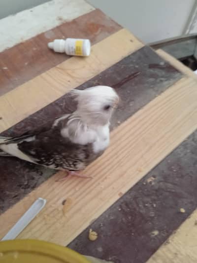 ino pied hand tame parrot