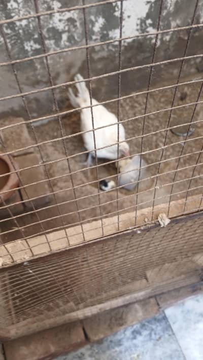 ASEEL MURGHA  WITH WHITE MURGI
