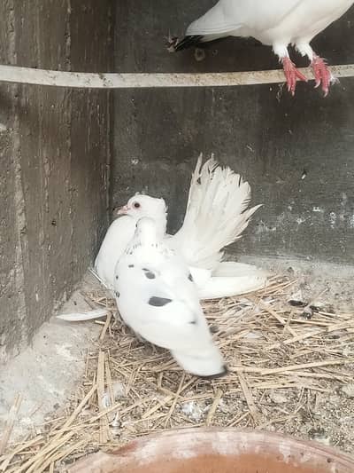 6 pigeons for sell in best price