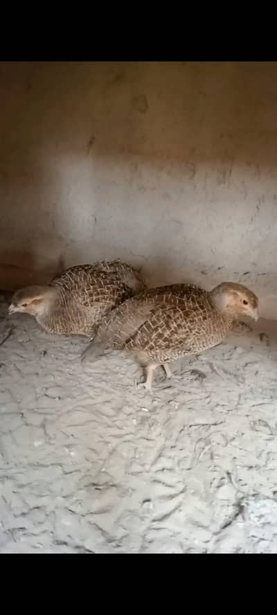 Dakni teeter for sale