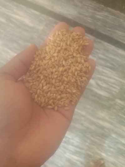 Wheat ( Ghar ki Gandum )