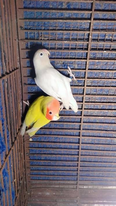 love birds
