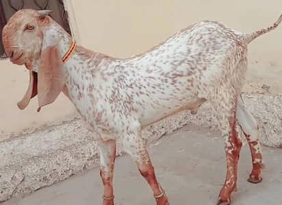desi Bakra for sale,,03229844345)