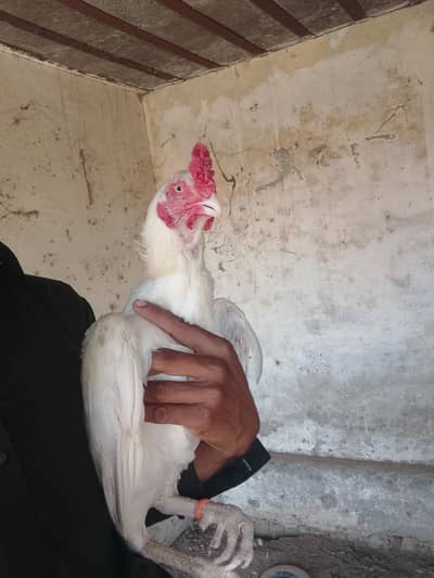 Heera aseel ha
