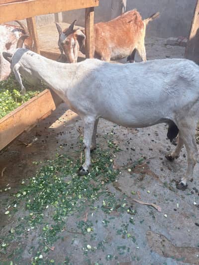 Desi white bakri