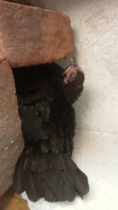 kurak Thai cross aseel  MAADI URGENT SALE