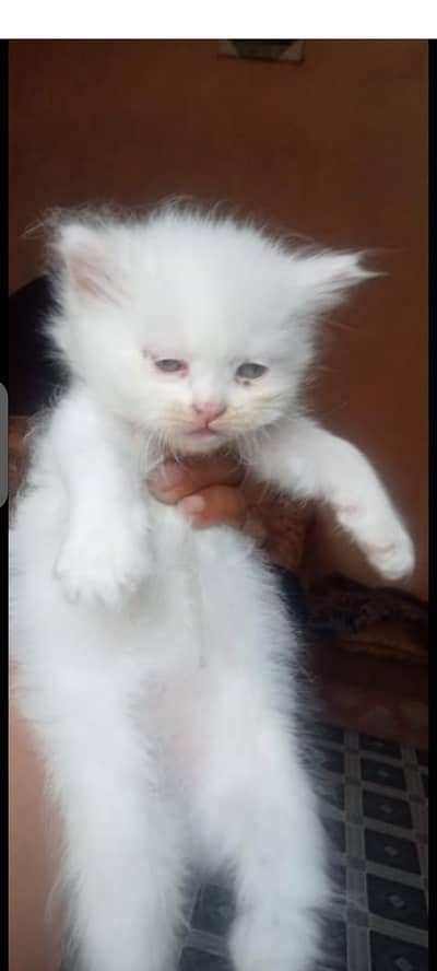 persian cates Sami pounch face