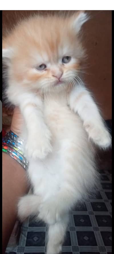 persian kittens double coat for sale