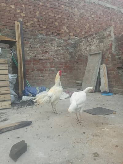 HERA ASSEEL BREEDER PAIR WHATSAPP NUMBER 03421745015