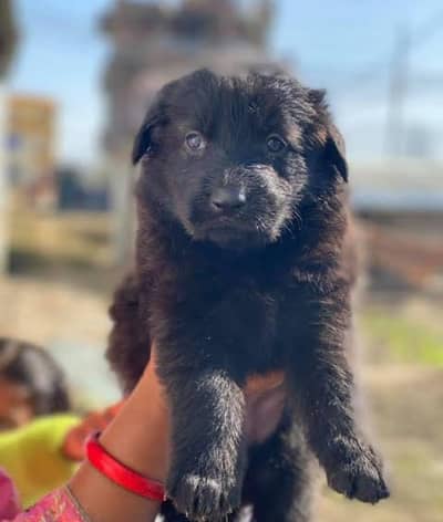 Jarman sheprad pupi available
