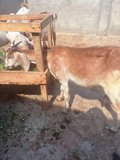 Desi bakri