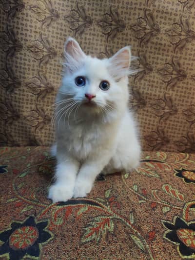 Persian kitten pair for sale