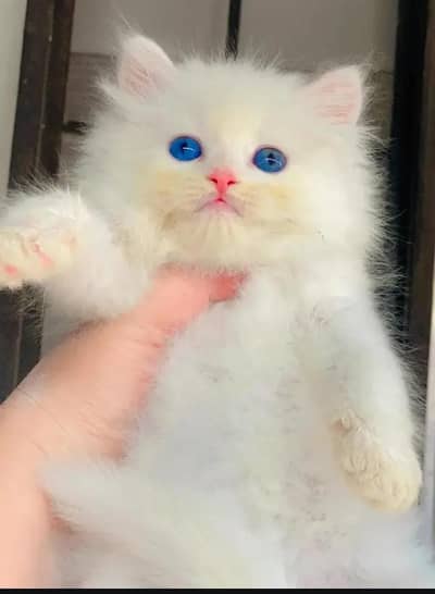 (Persian female kitten) (for sale all) (Pakistan delivery available)
