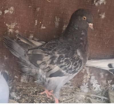 Black King Young Female, Danish Megpai breeder female for sale