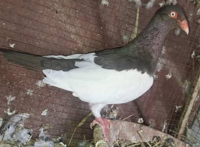 Danish Megpai female and White Danish 0 kali female for sale