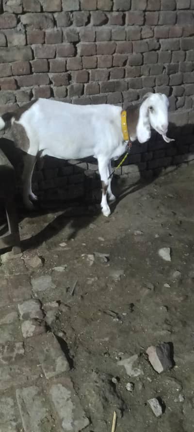 u sa 6 dant ha 1 months k cross ha what app num 03236501245 cl video 5