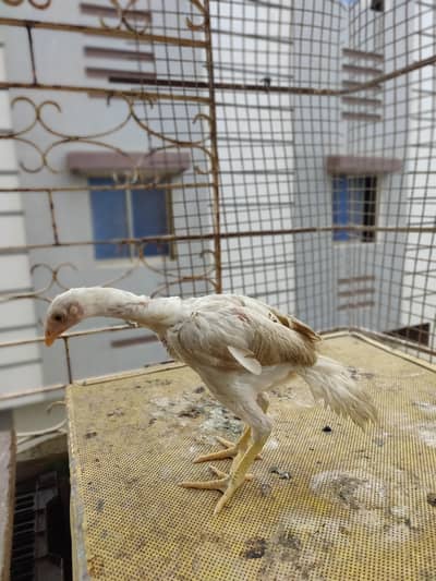 Aseel Heera chicks