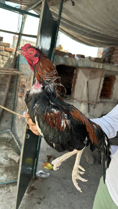 Mianwali aseel pair very healthy and active sale and exchange
