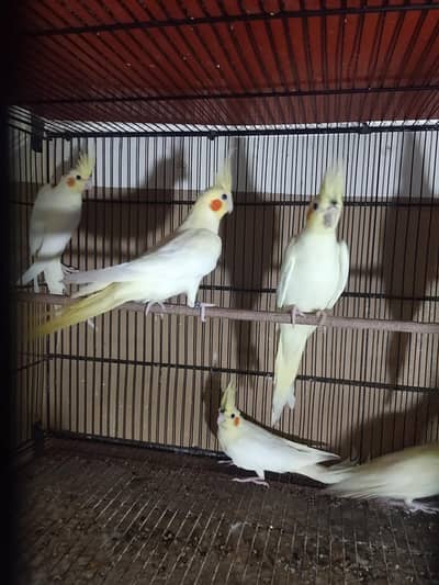 cream cocktail ready to first breed