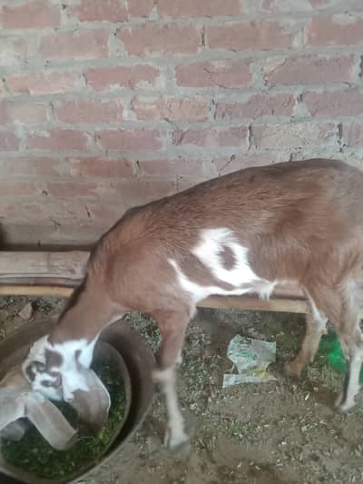 Goat teddi path
