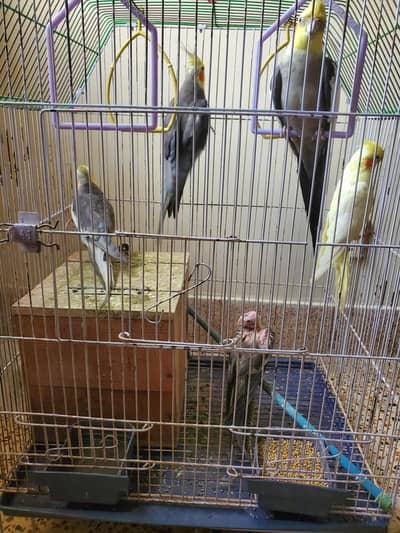 Cocktail 1 breeder Pair, 1 unknown pair, 1 chick