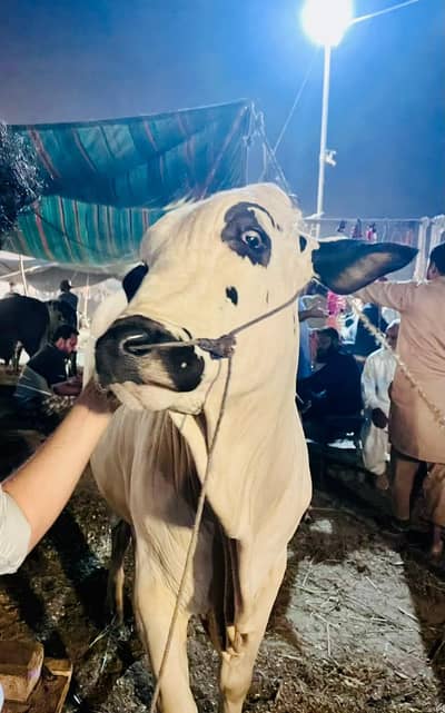 Fatehj angi Bull | Bachra | Wacha  |Cattle kheera | Meat Weight 5 Man