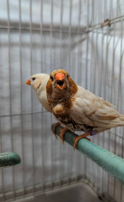 Isabel half orange finches, orange finches, Isabel orange finches