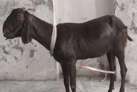 Bakri for sale 4 dant bakri hai doodh wali bakri hai 03346030146