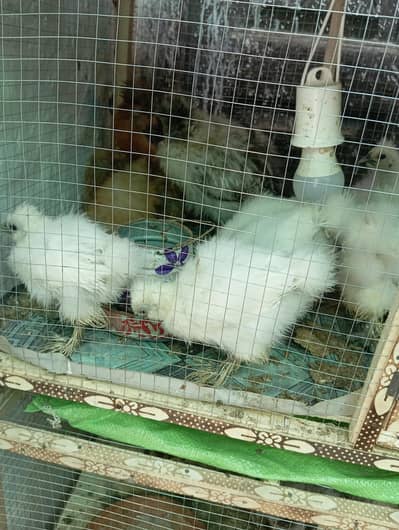 silkies chicks for sale