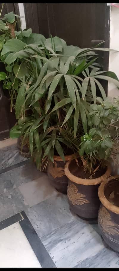 Plants and pots