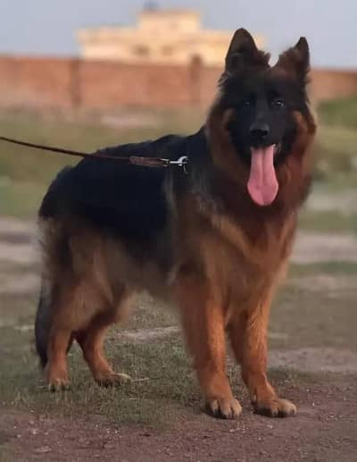 German shepherd sale argent . 03400/220/832