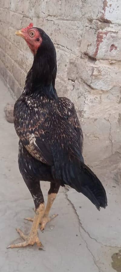 Breeder female for sale Aseel