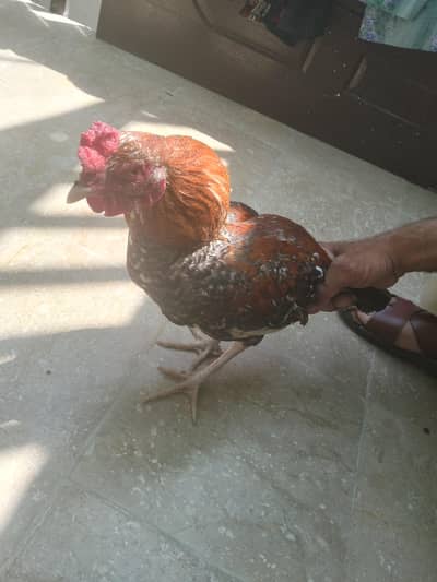 Aseel Murgha For Sale
