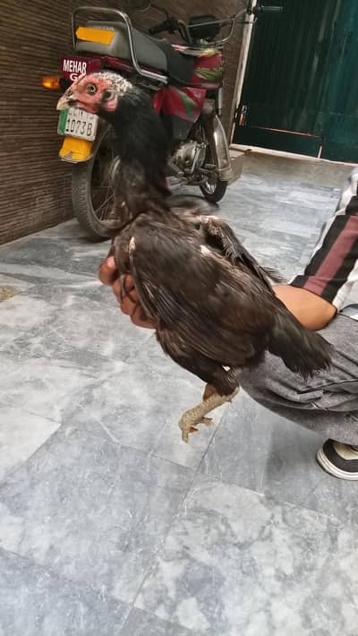 sallin hens