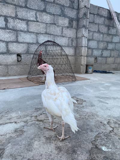 white female