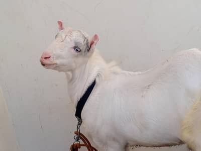 taddy bakra