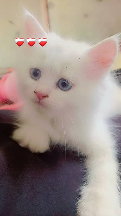percian kitten triple coted for sale with blue eyes