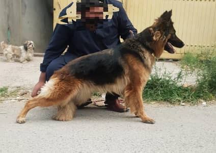 german shephered dog  long coat /pink pedigree/GSD  IMPORTED BLOODLINE