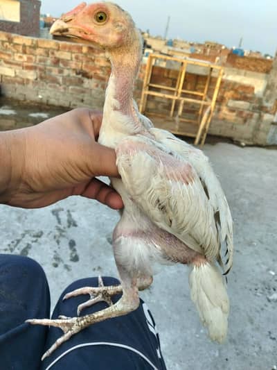 Adele mian wali chicks for sale 03044329754