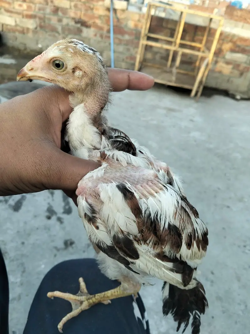 Adele mian wali chicks for sale 03044329754 — photo 2