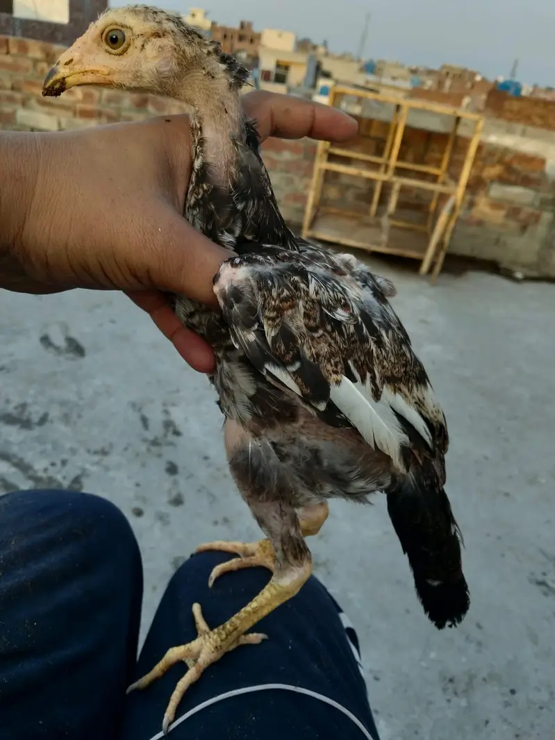 Adele mian wali chicks for sale 03044329754 — photo 3