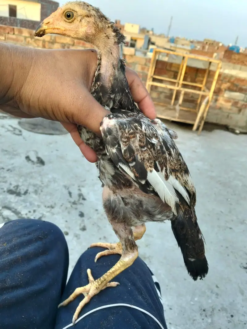 Adele mian wali chicks for sale 03044329754 — photo 4