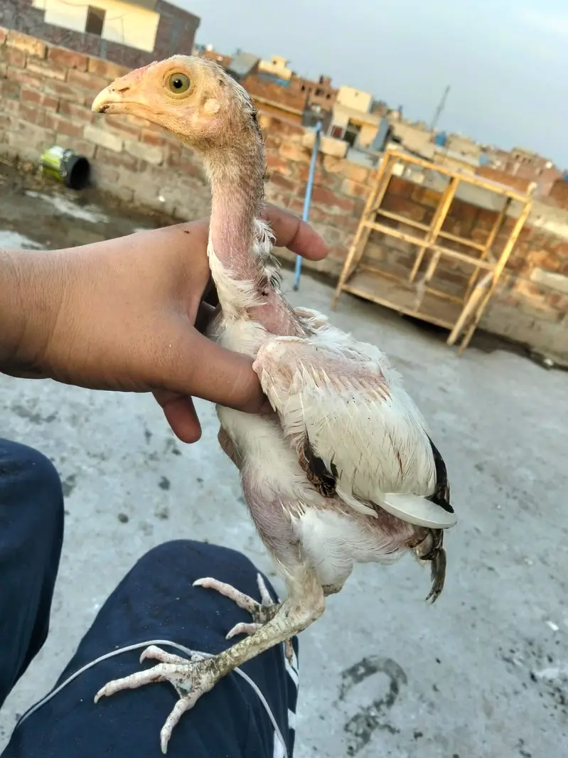 Adele mian wali chicks for sale 03044329754 — photo 5